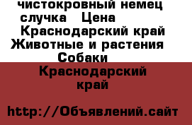 чистокровный немец. случка › Цена ­ 5 000 - Краснодарский край Животные и растения » Собаки   . Краснодарский край